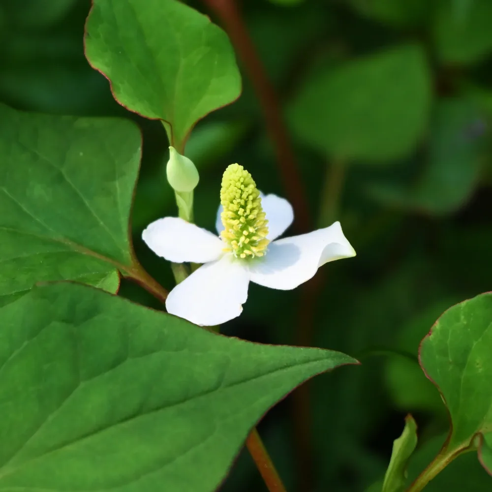 Poivre de Chine - Houttuynia Houttuynia cordata