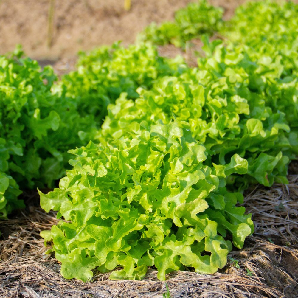 Laitue feuille de chêne Lactuca sativa feuille de chêne