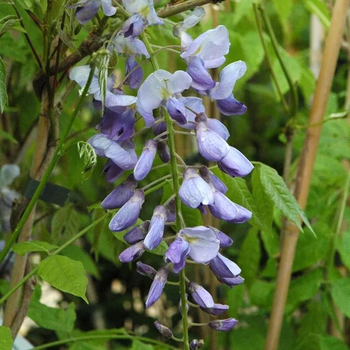 Glycine VARIE. Le pot de 3 litres