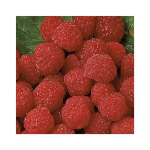 Framboisier Belle De Malicorne® Bio. Le pot de 2 litres