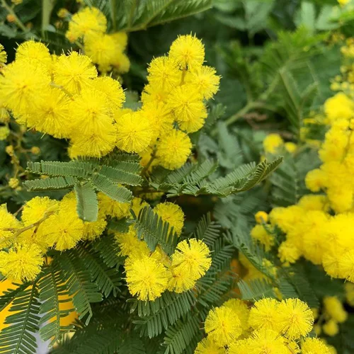 Mimosa (Acacia Dealbata). Le pot de 3,5 litres