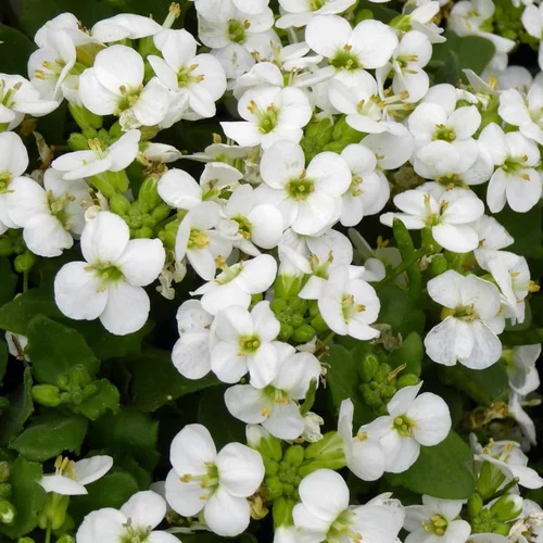 Arabette du Caucase (Arabis caucasica ou Corbeille d'argent) à fleurs blanches - Le pot de 1 litre