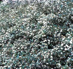 Cotonéaster Dammeri Skogholmen vert. Le godet