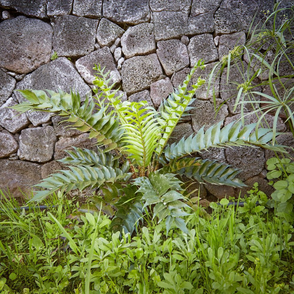 Aspidie en faux - Fougère houx Cyrtomium falcatum