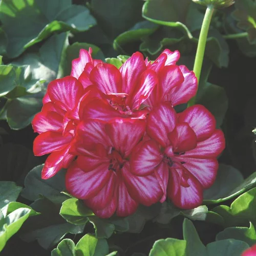 Geranium Lierre double - Le pot de 10,5 cm