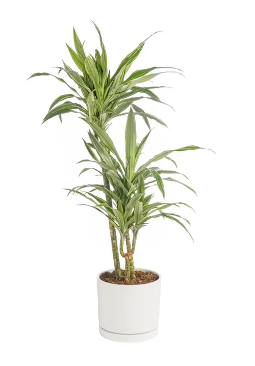 Dracaena Warneckei 3 pieds vert en pot blanc émaillé botanic®. Le pot Ø 24 cm