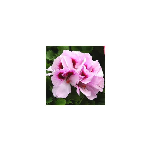 Géranium pensée à grandes fleurs divers coloris. Le pot de 1 litre