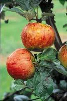 Pommier Reine Des Reinettes. En racine nue, forme 1/2 tige calibre 6/8