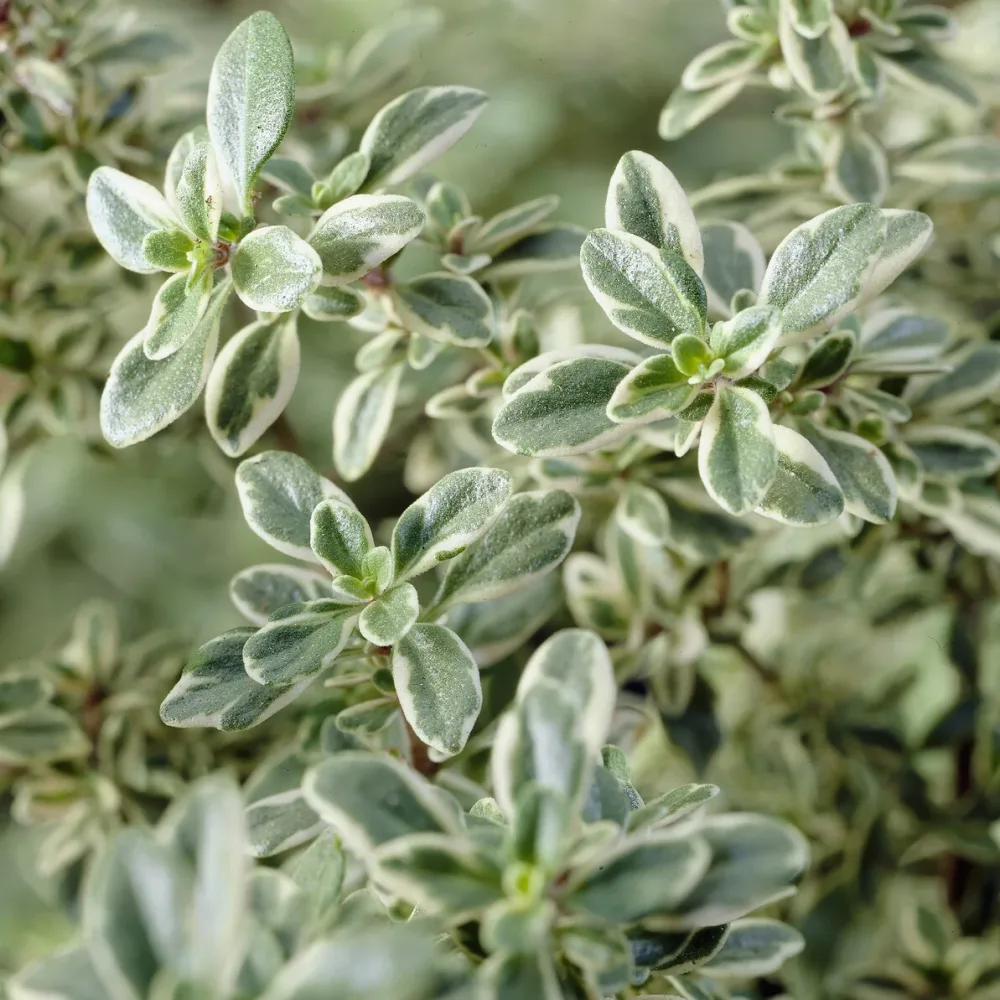 Thym citron Silver Queen Thymus citriodorus Silver Queen