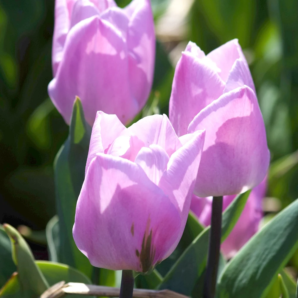 10 Tulipes Triomphe Candy Prince Tulipa 'candy prince'
