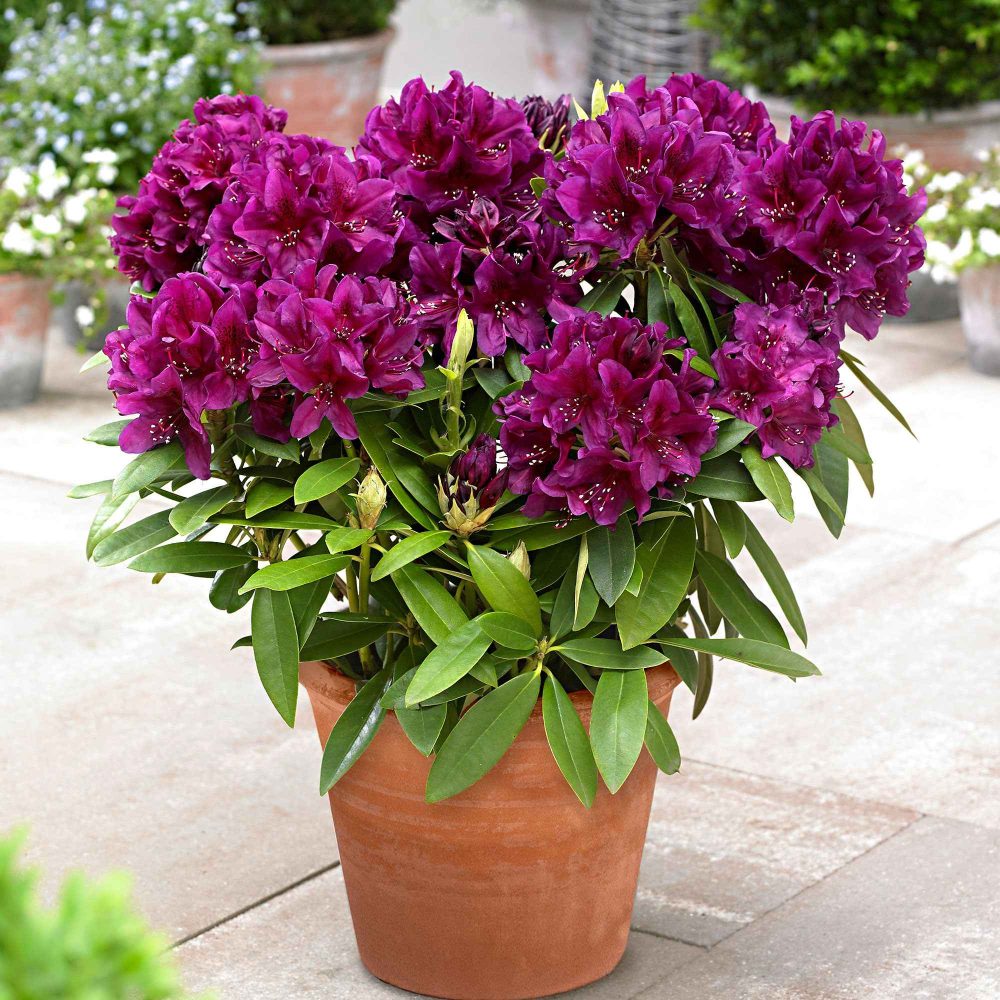 Rhododendron Polarnacht Rhododendron ponticum Polarnacht