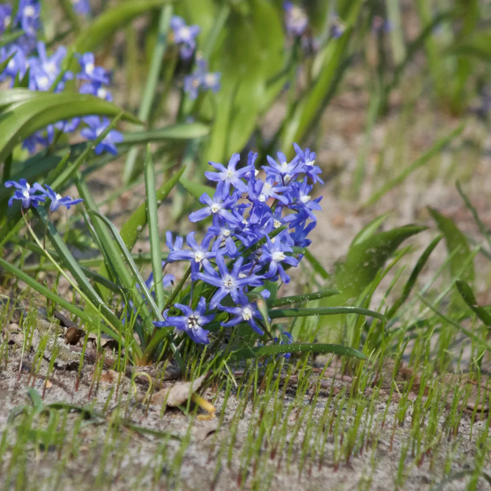 20 Gloire des Neiges 'Luciliae' Chionodoxa 'luciliae'