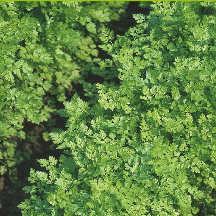 Cerfeuil à feuilles plates Massa Bio Anthriscus cerefolium massa