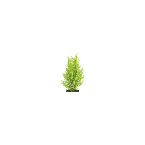 Cupressus Gold Crest jaune - Avec cache pot