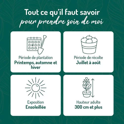 Abricotier Bergeron. Le pot de 12 litres, forme gobelet