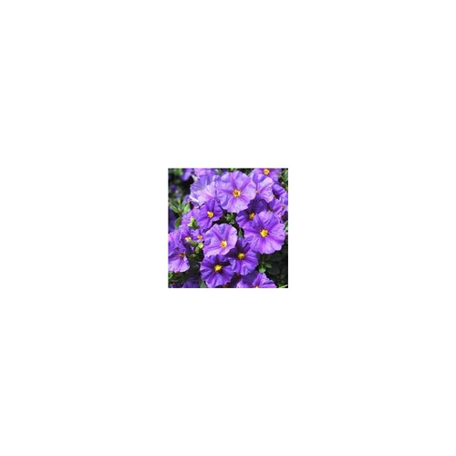 Solanum Rantonnetii tige - Le pot de 1 litre
