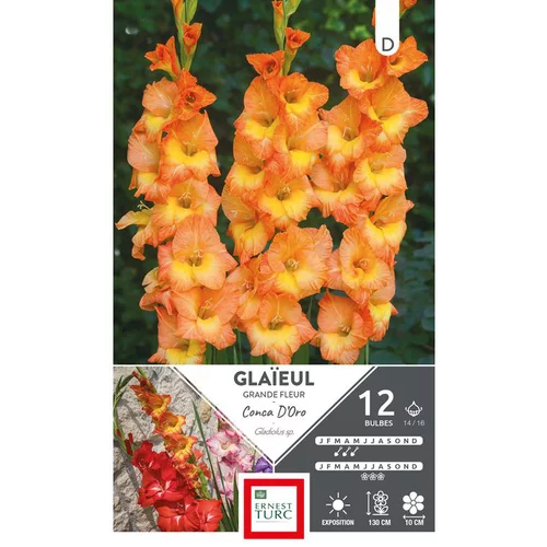 Glaïeul Conca d'Oro orange cœur jaune Ernest Turc - 12 bulbes