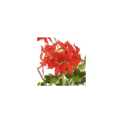 Géranium zonale à fleurs étoilées - Le pot de 10 litres