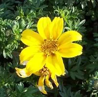 Bidens à fleurs jaunes - Le pot de 10.5 cm