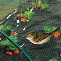 Filet de protection anti-oiseaux coloris vert 2x10 m