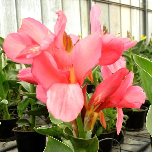 Capucine à fleurs multicolores - Le pot Ø 13 cm