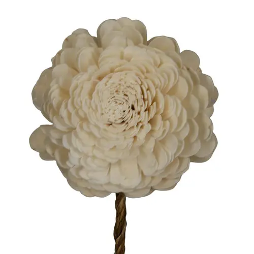 Fleur de sola blanc cassé belli nature - Ø 12 x H 65 cm