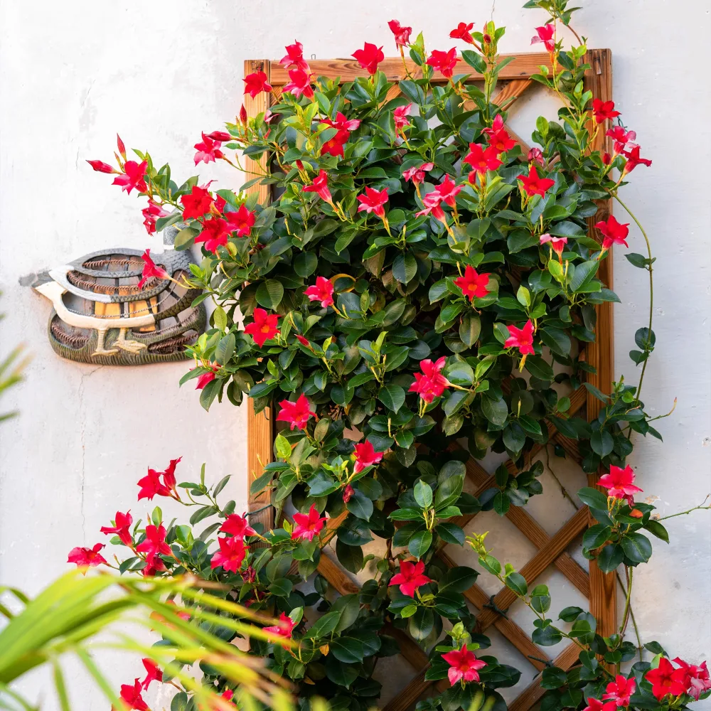 Jasmin du Brésil rouge - Dipladenia Dipladenia - Mandevilla