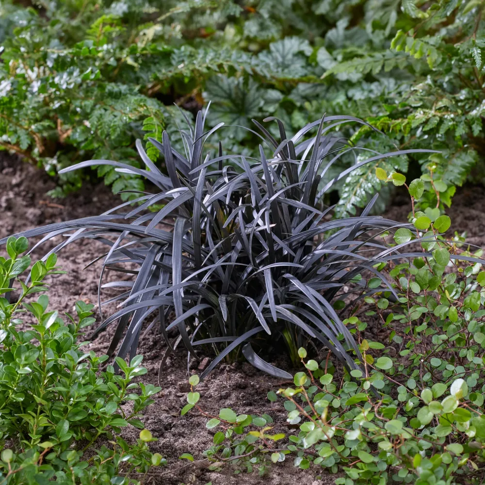 Ophiopogon noir Ophiopogon planiscapus Nigrescens