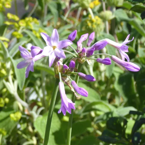 Tulbaghia violacé (Tulbaghia Violacea). Le pot de 2 litres