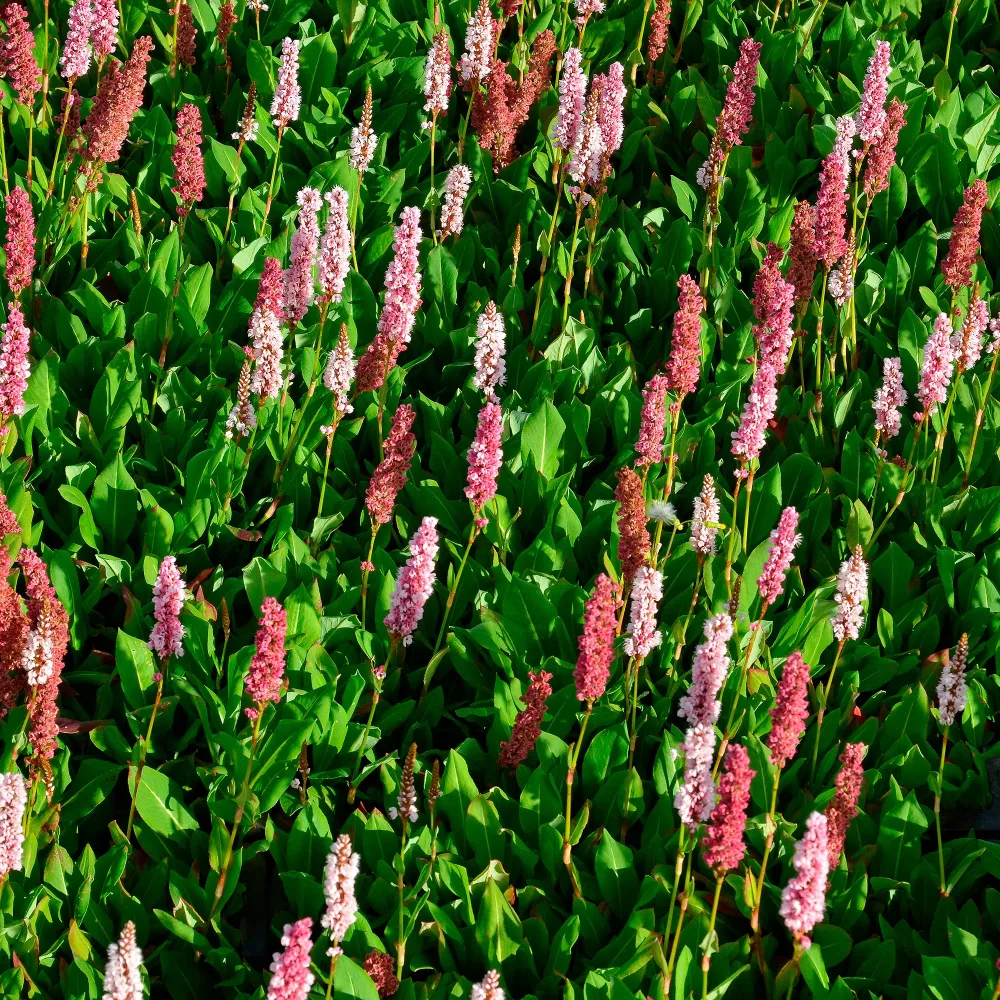 Renouée naine Kabouter - Persicaire Persicaria affinis Kabouter