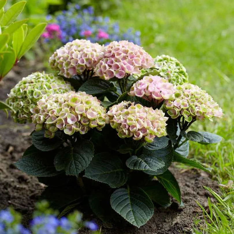 Hortensia Revolution Pink Hydrangea macrophylla 'revolution pink'