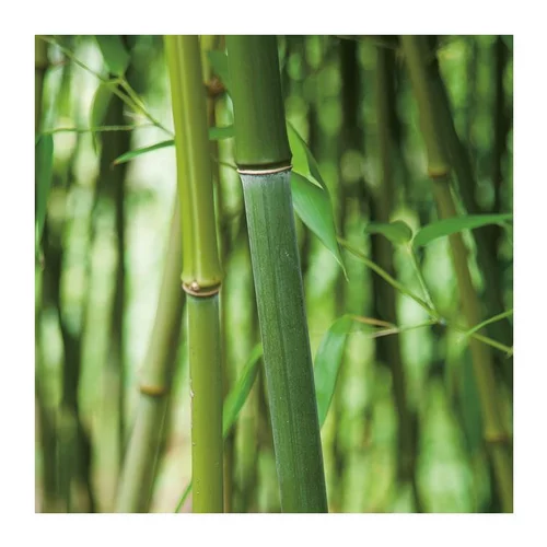 Bambou (BAMBOU PHYLLOSTACHYS BISSETI) Le pot de 10 litres
