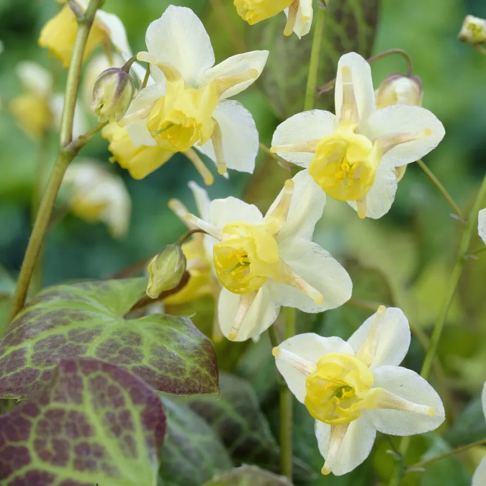 Epimedium Sulphureum Epimedium versicolor Sulphureum