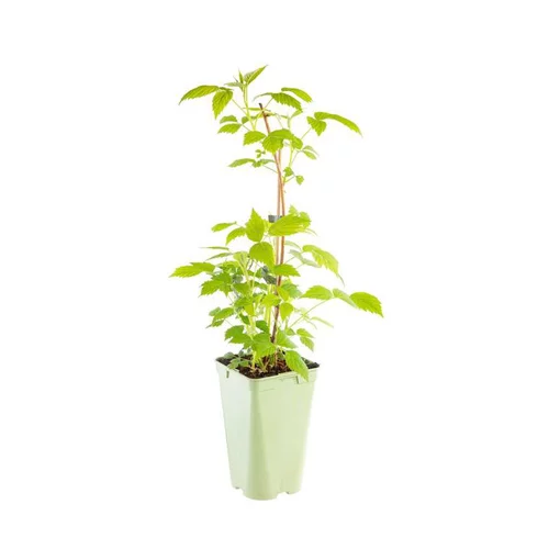 Framboisier Autumn Amber Bio. Le pot de 2 litres