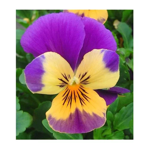 Viola Cornuta - La cagette bois de 20 plants