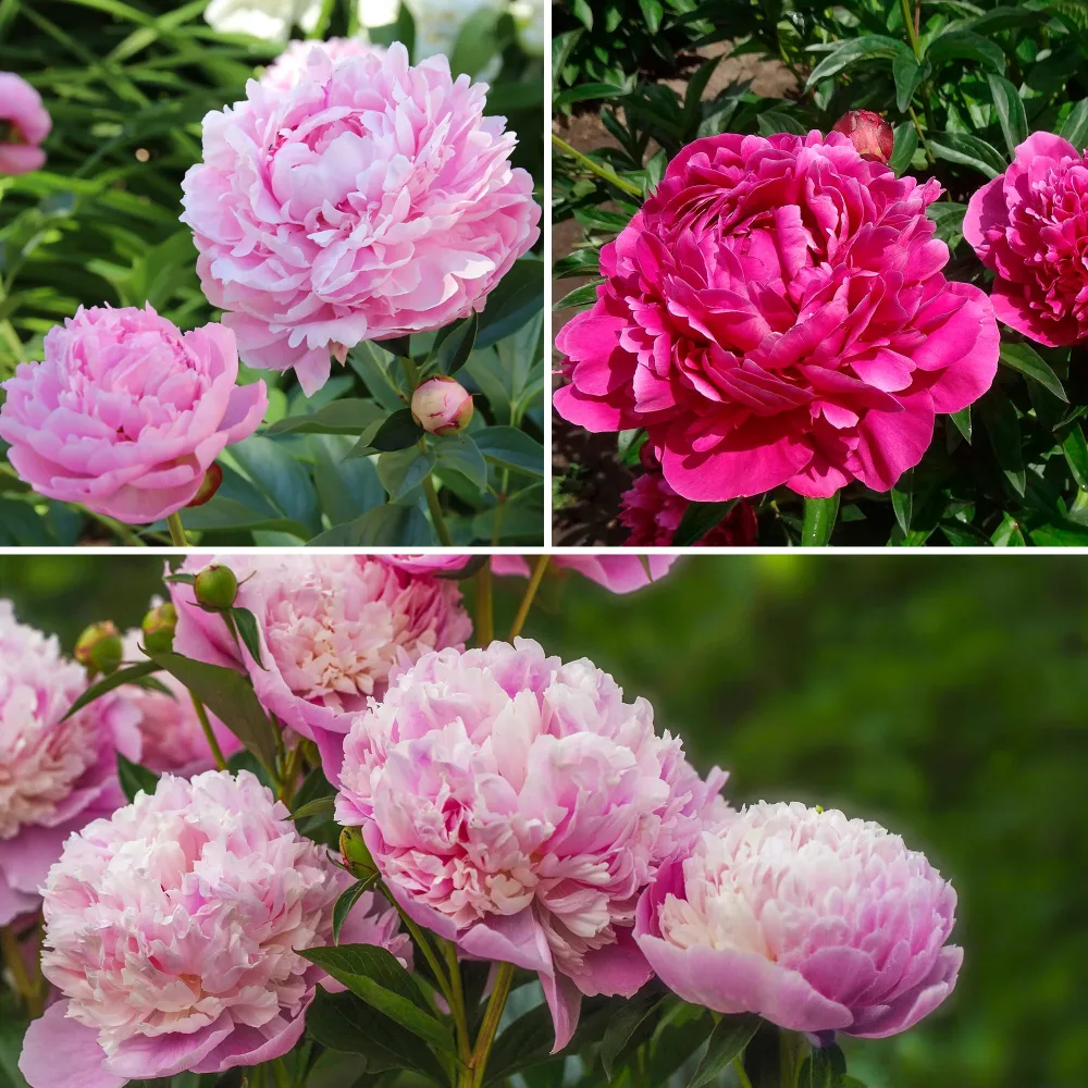 Trio de Pivoines roses et rouges Paeonia lactiflora Sarah Bernhardt, Sorbet, Karl Rosenfield