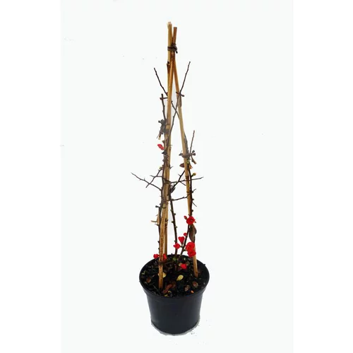 Cognassier du Japon Rubra (Chaenomeles Speciosa). Le pot 3 litres