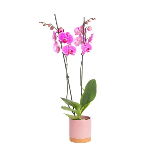Orchidée Phalaenopsis 2 branches avec cache-pot Ø 9 cm