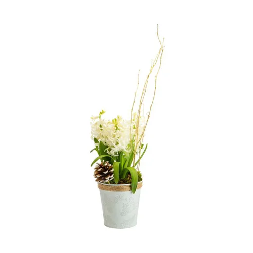Composition de 3 jacinthes en pot zinc blanc