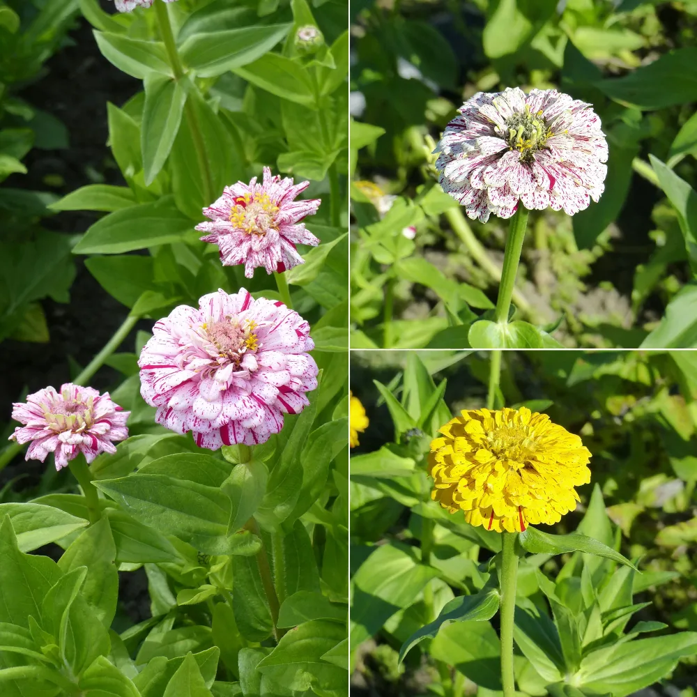 Zinnia Peppermint stick en mélange Zinnia peppermint