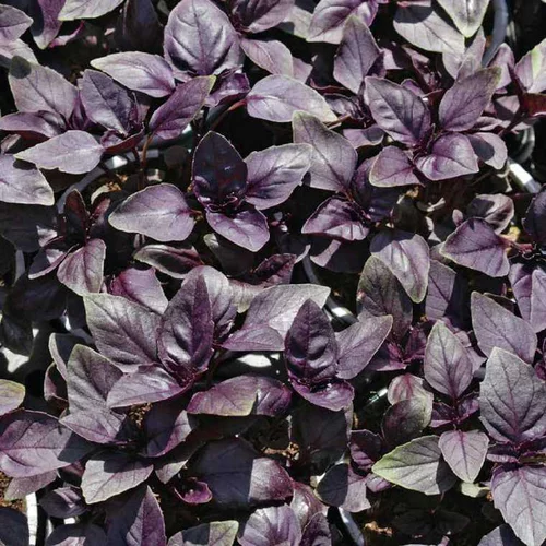 Basilic Pourpre Bio. Le pot de 1 litre