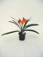 Clivia Miniata Hauteur 40/60 cm - Pot Ø 13 cm