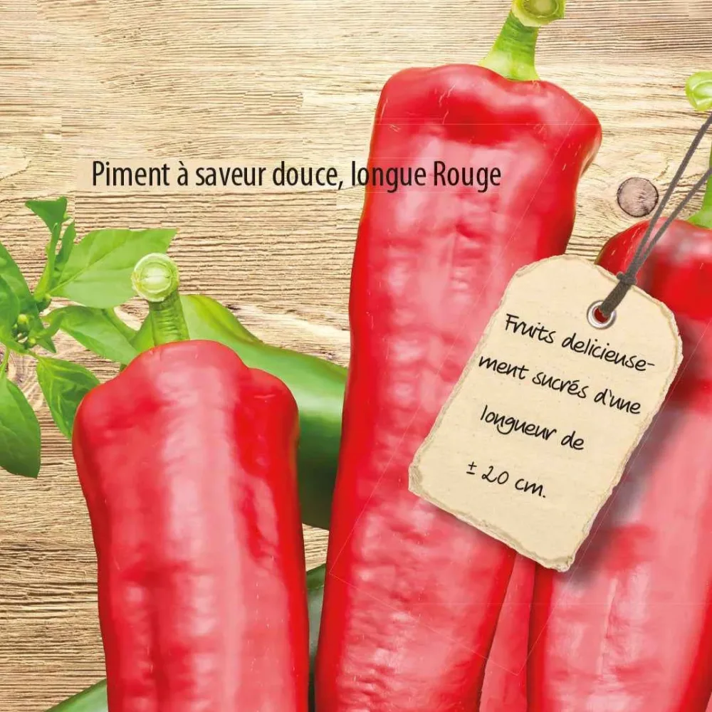 Poivron Medrano F1 Capsicum annuum medrano f1