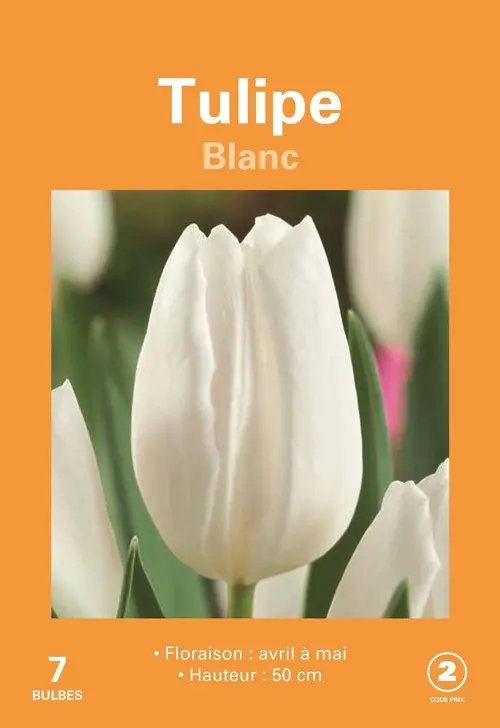 Bulbes de fleurs Tulipe blanc botanic® - 7 bulbes
