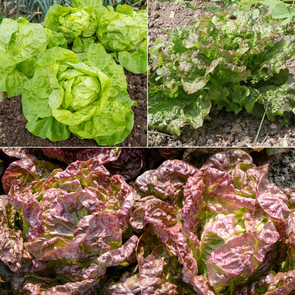 Collection de 6 mois de salades Collection 6 mois de laitues (grosse blonde, tremont, merveille des 4