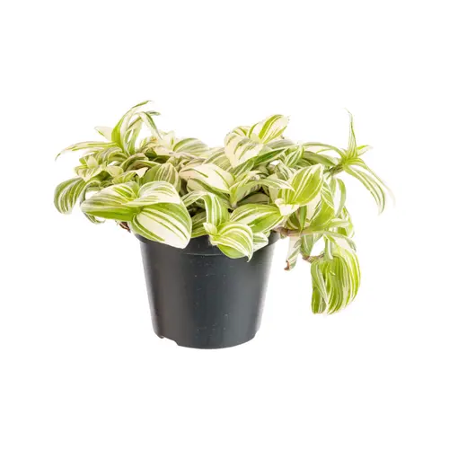 Tradescantia Brightness blanc. Le pot Ø 12 cm