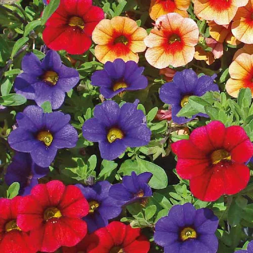 Calibrachoa - Le pot de 9 x 9 cm