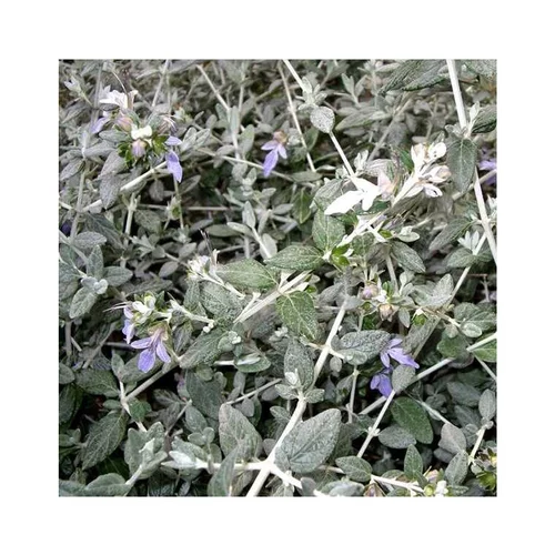 Teucrium Fructicans. Le pot de 15 litres