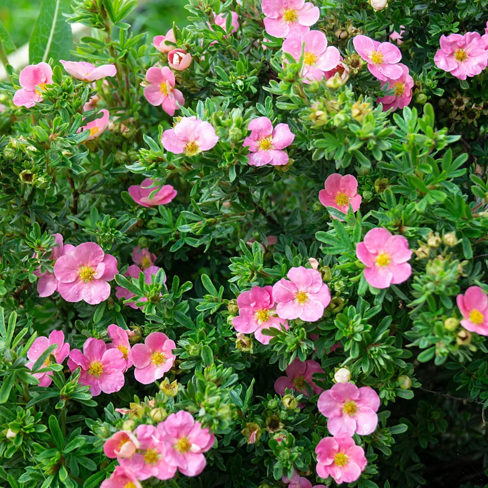 Potentille Bellissima Potentilla fruticosa Bellissima