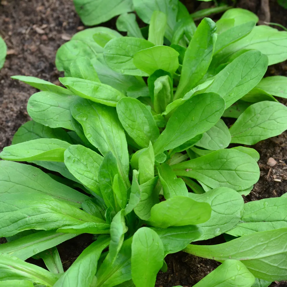 Mâche à grosses graines Bio Valerianella locusta